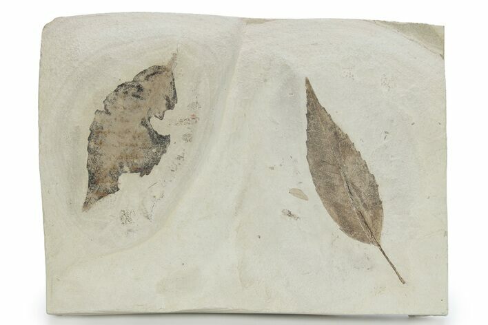 Fossil Leaf (Allophylus & Bursera) Plate - Insect Predation! #279463